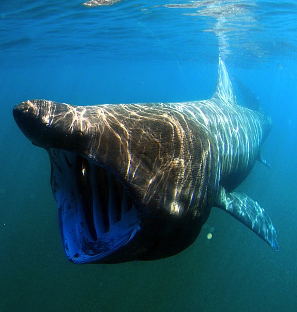 basking_shark