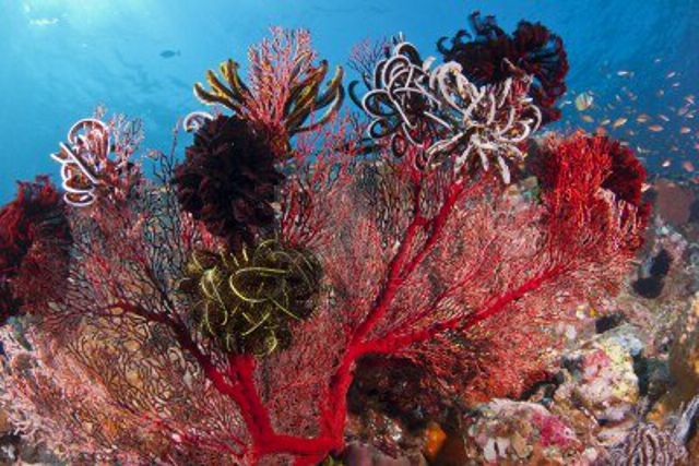bright-red-coral-covered-with-crinoids-on-a-reef-at-bali-indonesia