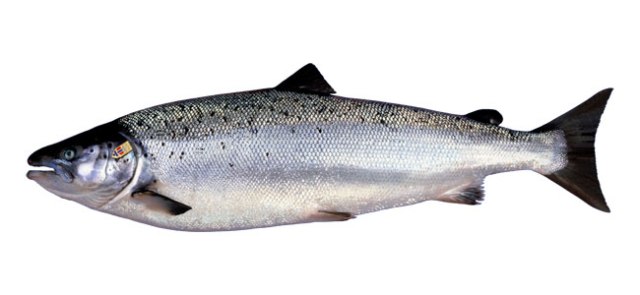 Atlantic-Salmon